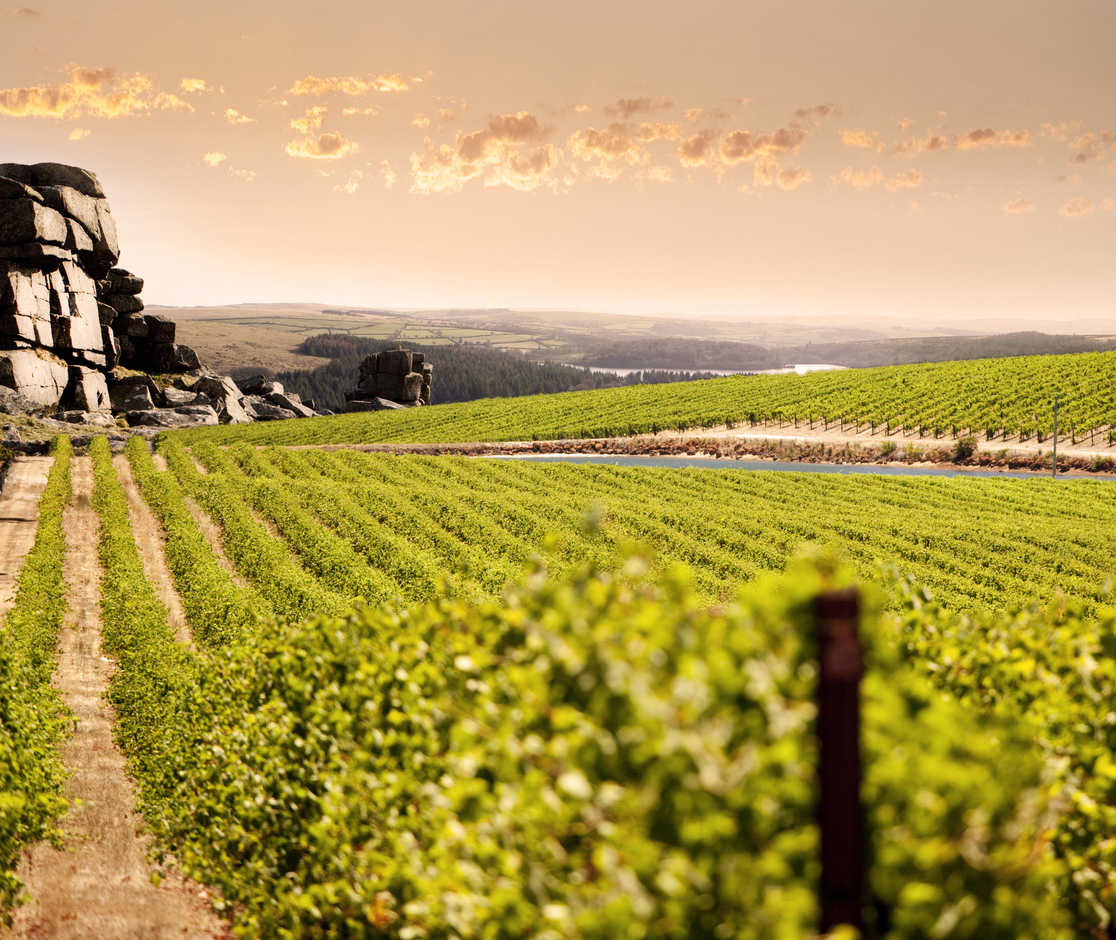 Image de vignobles italiens